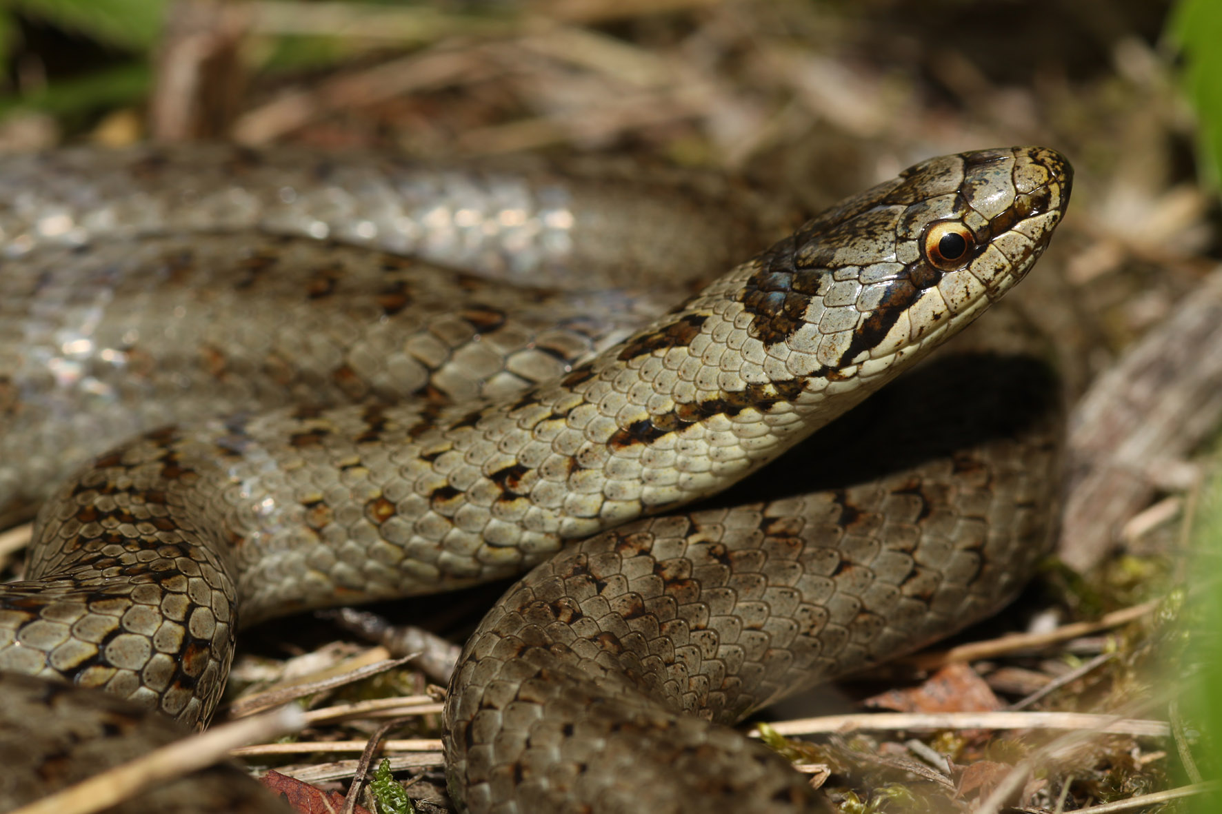 Coronella austriaca