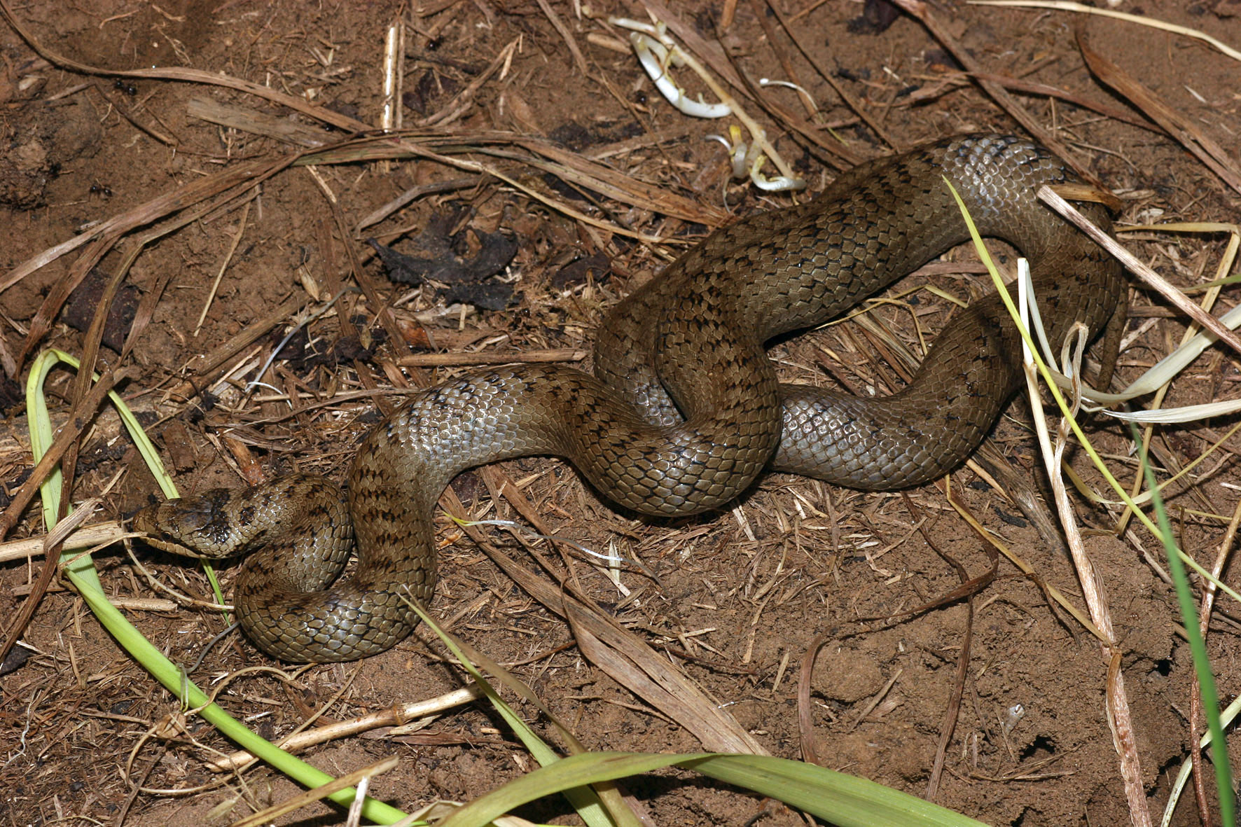 Coronella austriaca