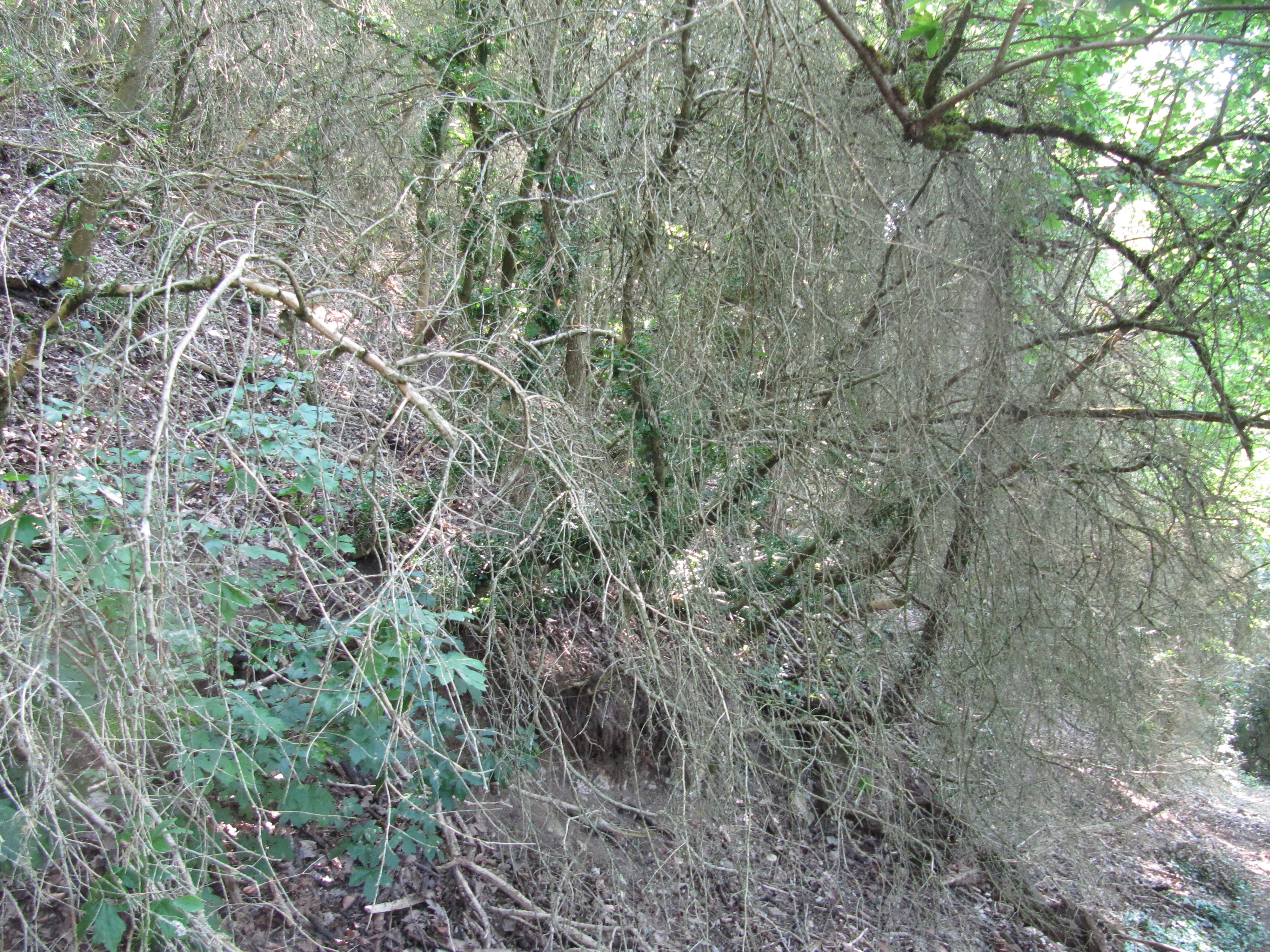 Kahler Buchsbestand