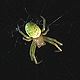 Araniella cucurbitina spider