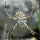 Argiope lobata spider