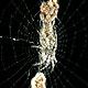 Cyclosa oculata spider