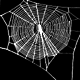 Cyclosa oculata web