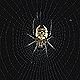 Zilla diodia spider